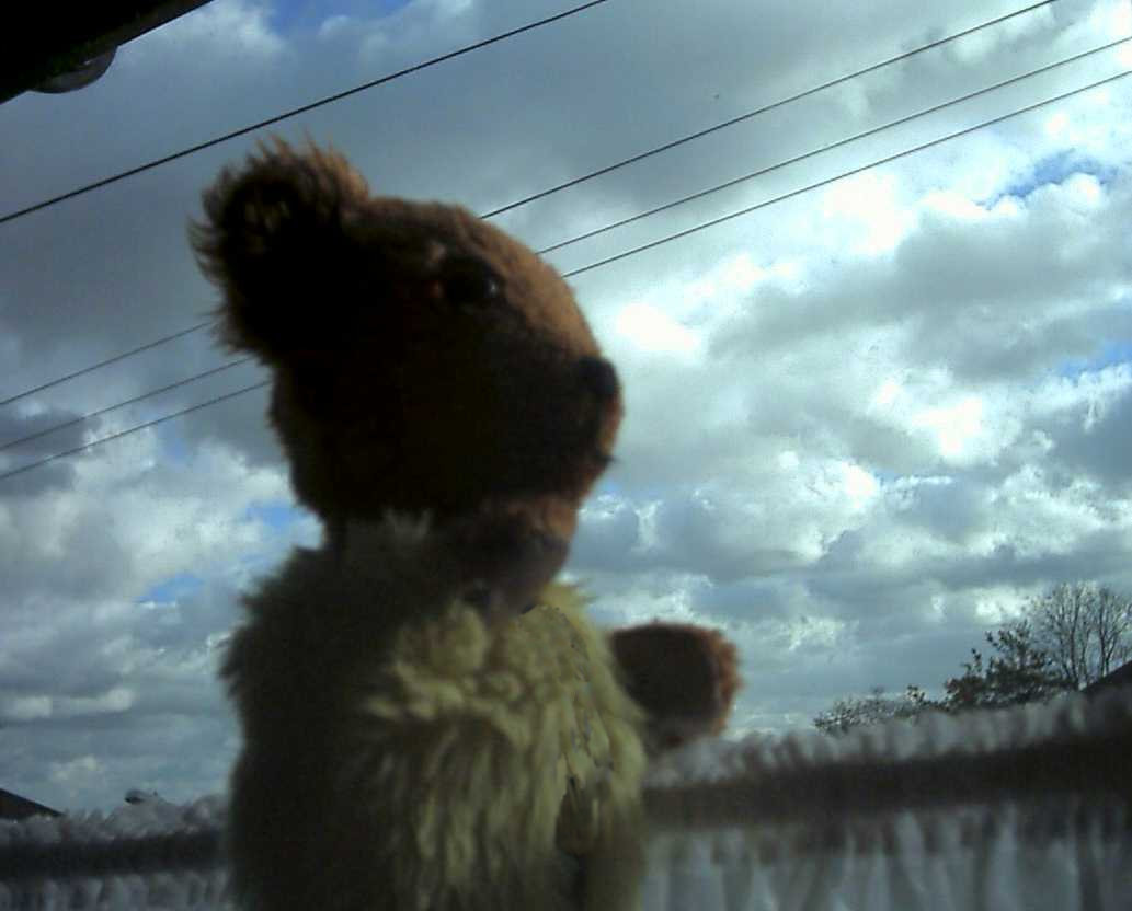 Yellow Teddy watching the wind
