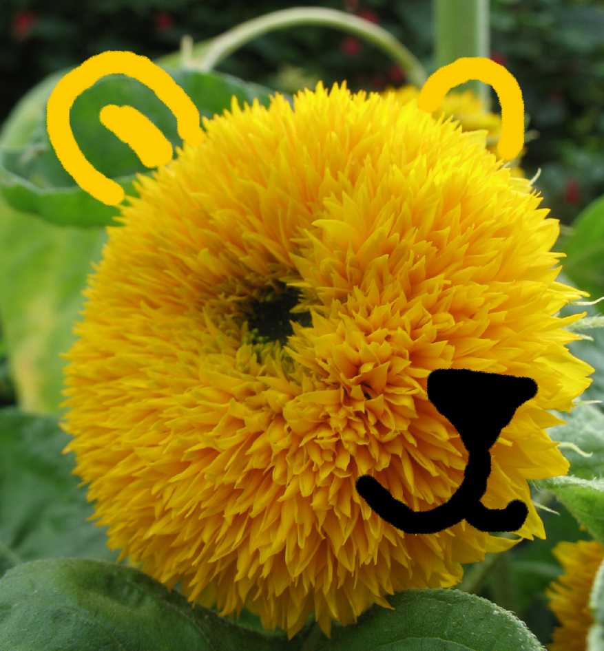 teddy bear yellow sunflower sunflowers