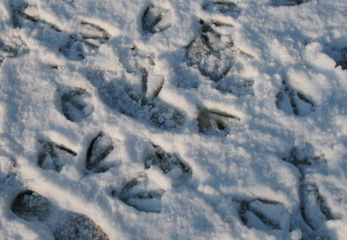 Canada geese footprints in snow, Priory Park, Orpington