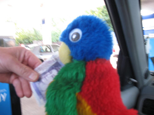 Blue parrot paying for the petrol