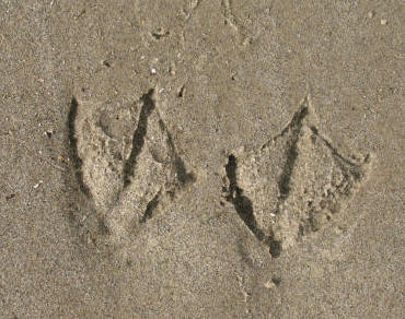 Seagull footprints