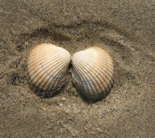 Shells in the sand