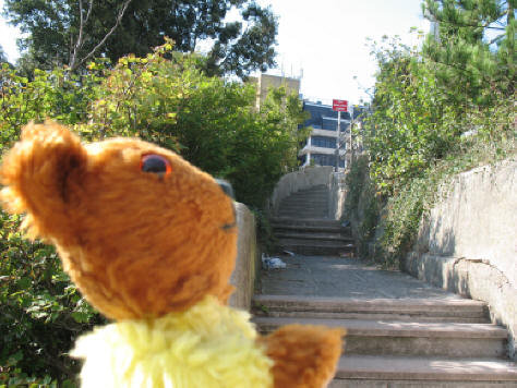 Teddy about to climb the steps to the shops