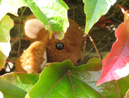 Brown Teddy hiding in wall creeper