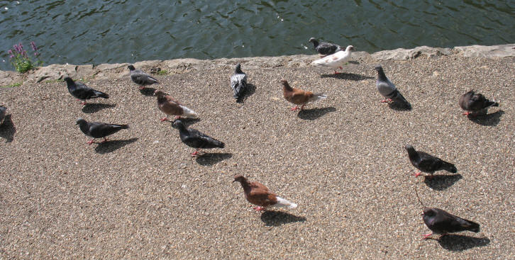 Maidstone pigeons doing line dancing