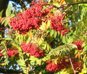 Birds' berries in Mote Park Maidstone