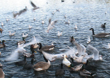 Seagulls in Mote Park Maidstone