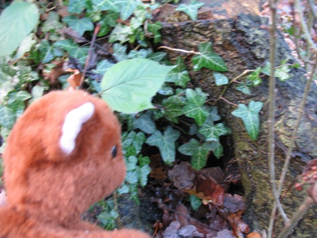 Brown Teddy looking into the hollow log at Poverest Recreation Ground