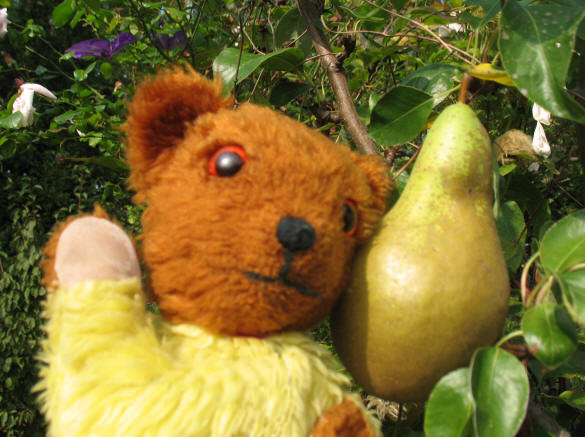 Yellow Teddy with the growing Conference pear