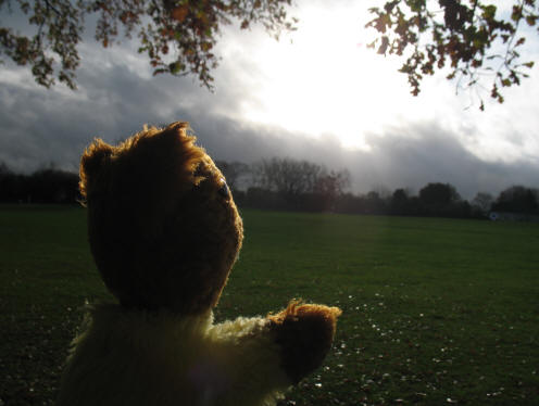 Yellow Teddy looking at rainclouds in Poverest Recreation Round