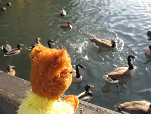 Yellow Teddy with Priory Park ducks Orpington