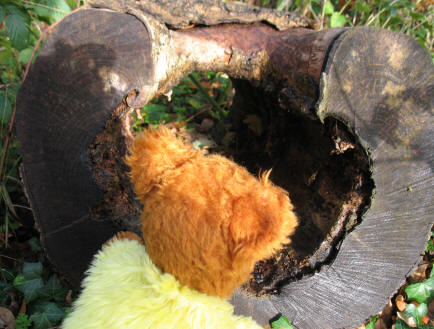 Yellow Teddy looking through hollow log in Poverest Recreation Ground