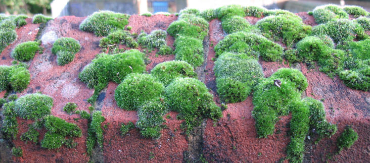 Moss on red brick wall