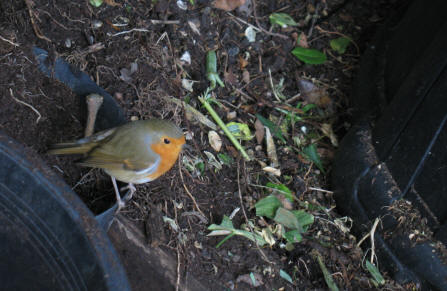 Robin by the compost bins