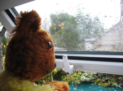 Yellow Teddy looking at rain out of the window