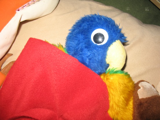 Blue Parrot getting to sleep