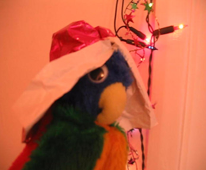 Blue Parrot with hat made of Christmas wrapping paper