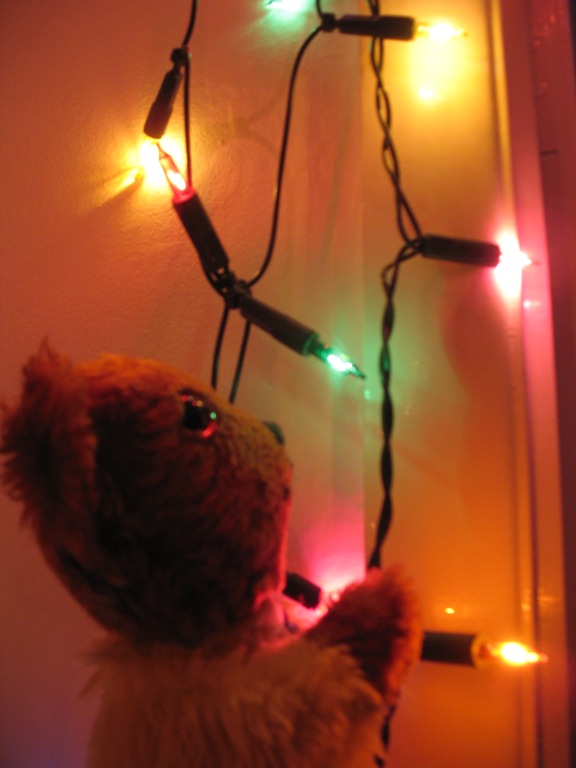 Yellow Teddy looking at Christmas lights