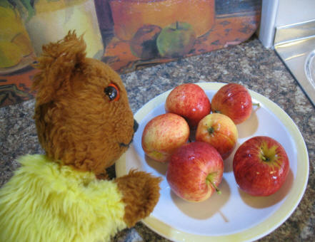 Yellow Teddy with Royal Gala apples