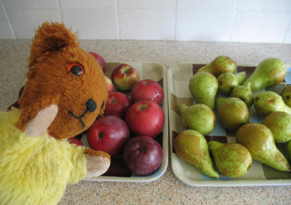Yellow Teddy with Spartan apples and Conference pears
