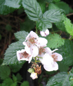 Blackberry late flower