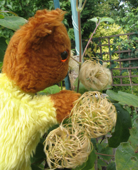 Yellow Teddy clematis seed heads