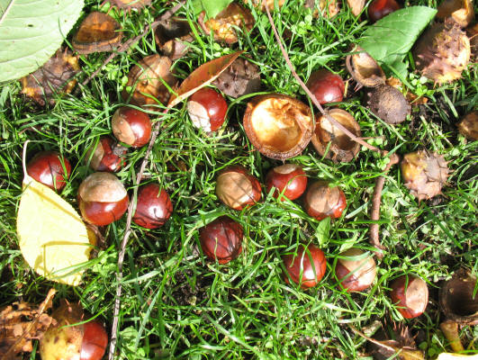 Conkers in the grass