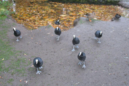 Coots in Orpington Priory Gardens, Kent
