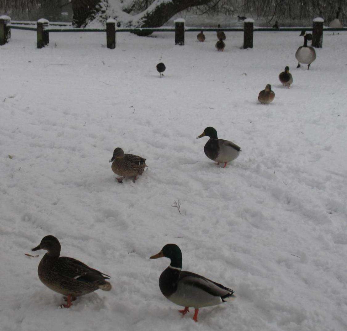 Ducks in snowy Priory Gardens Orpington