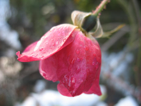 Rose bud flower