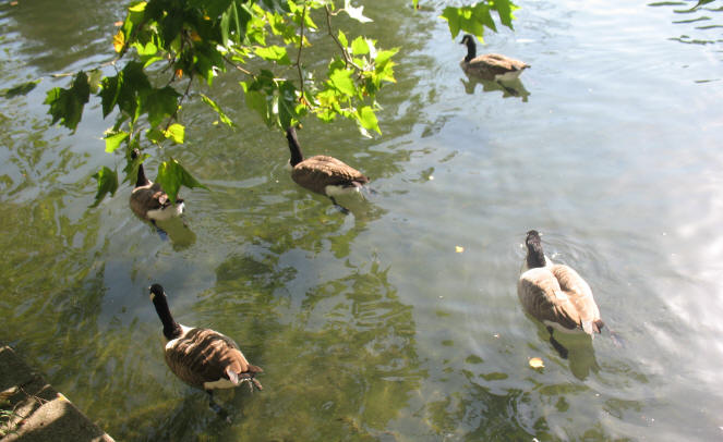 geese Orpington Priory pond