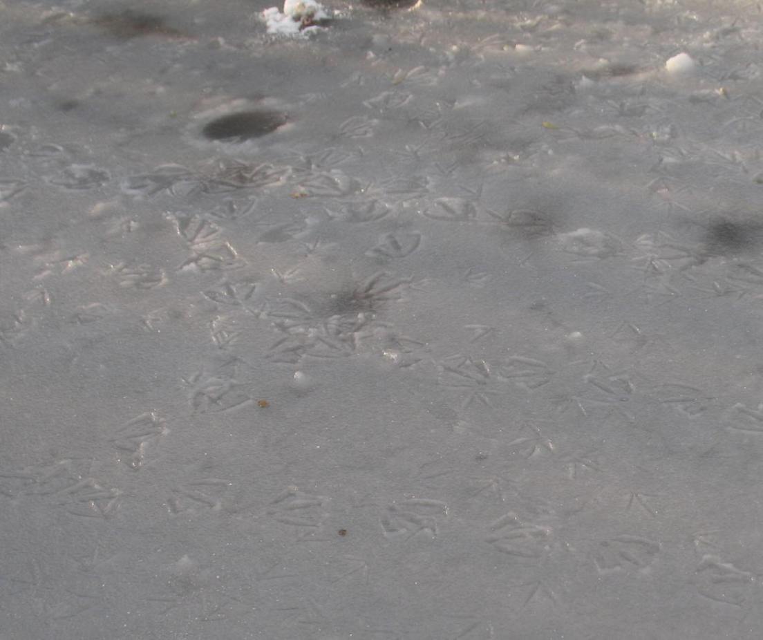 Goose footprints in slushy pond ice