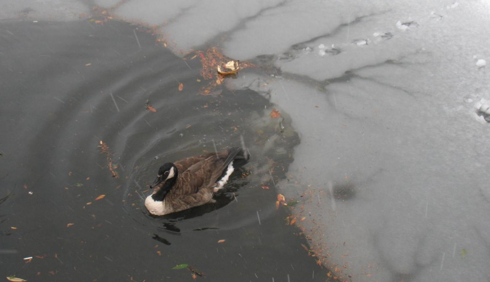 Canada goose in frozen pond