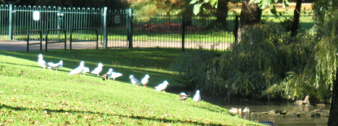 Gulls in Orpington Priory Gardens, Kent