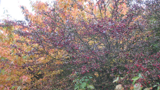 Hawthorn with berries
