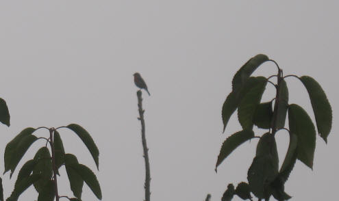 Robin in treetop