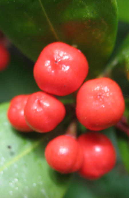 Skimmia berries