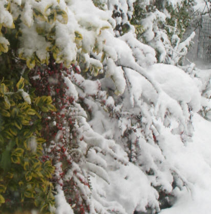 Snow on cotoneaster bush