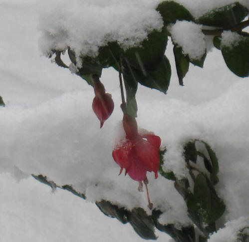 Fuchsia in the snow