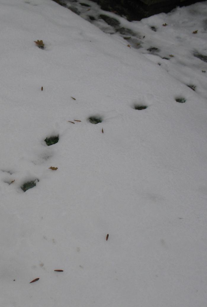Fox prints in snow