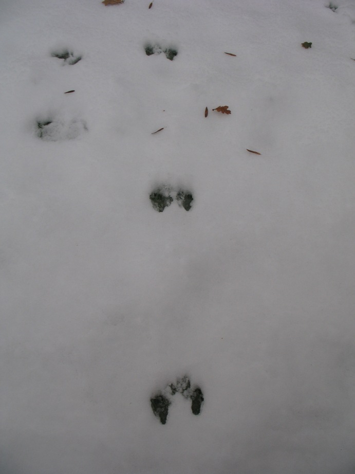 Squirrel prints in snow