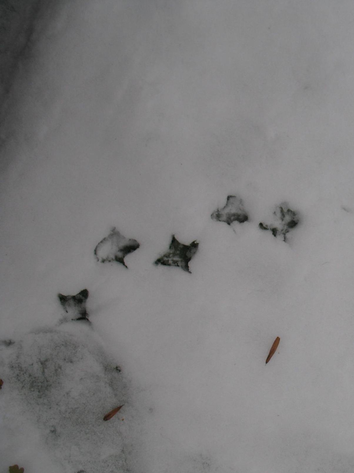 Pigeon prints in snow