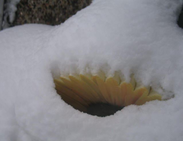 Sunflower kneeling pad under snow