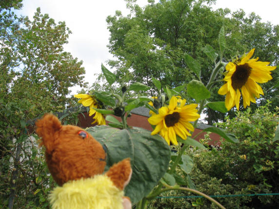 Yellow Teddy sunflowers