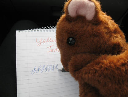 Brown Teddy practising writing