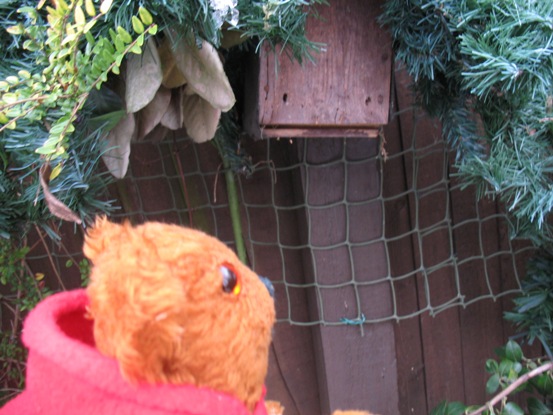 Yellow Teddy and bluetit nest box