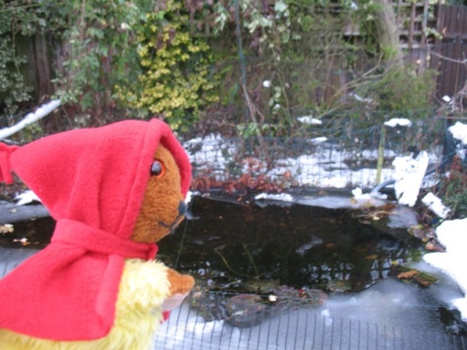 Yellow Teddy checking ice on fish pond