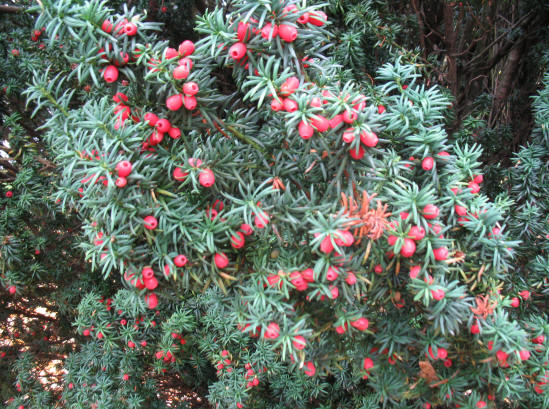 Yew branches with berries