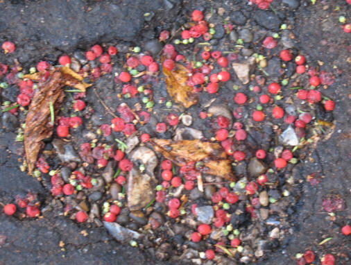Yew berries on the ground