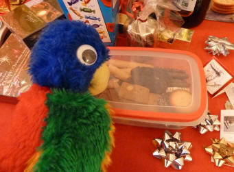 Blue Parrot contemplating the Belgian biscuits